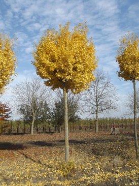 Ginkgo biloba 'Globus'