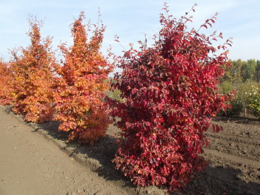 Parrotia persica 'Tűzmadár'