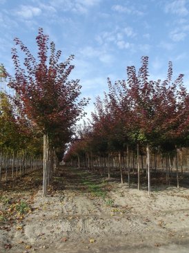 Acer x Pacific Sunset