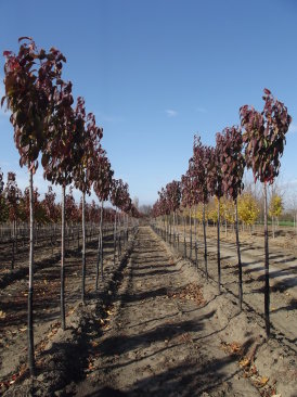 Prunus serrulata 'Amanogawa'