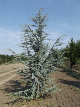 Cedrus atlantica 'Glauca'