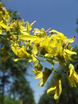 Koelreuteria paniculata