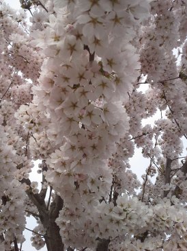 Prunus yedoensis 