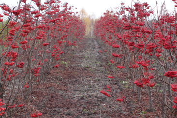 Sorbus commixta 'Tekeres'