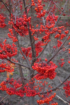 Sorbus commixta 'Tekeres'