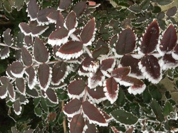 Mahonia aquifolium