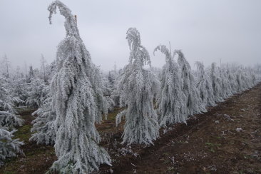 Cedrus deodara