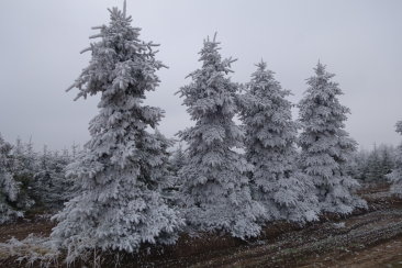 Picea pungens Edith