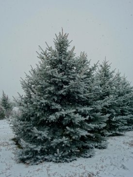 Picea pungens Edith