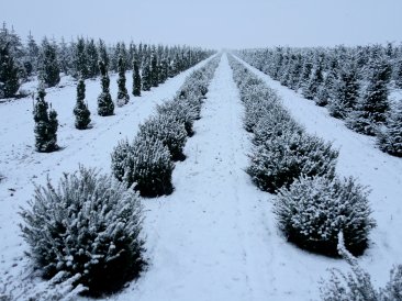 Taxus baccata gömb formára nyírt