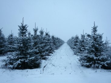 Picea pungens 'Edith'