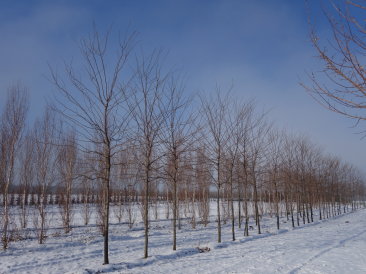 Gleditsia triacanthos 'Skyline'