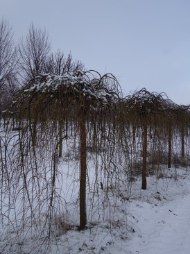 Morus alba 'Pendula'