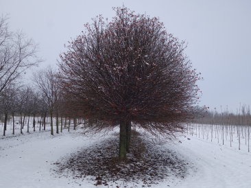 Sorbus Hainburg