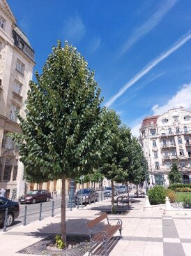 Budapest, József nádor tér - Tilia tomentosa 'Sisi'®