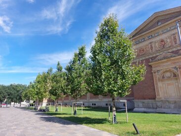 Budapest, Műcsarnok - Platanus x acerifolia