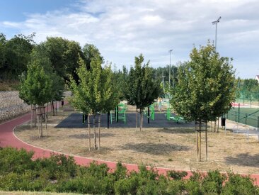 Székesfehérvár, Szabadidőpark - Acer campestre 'Elsrijk'