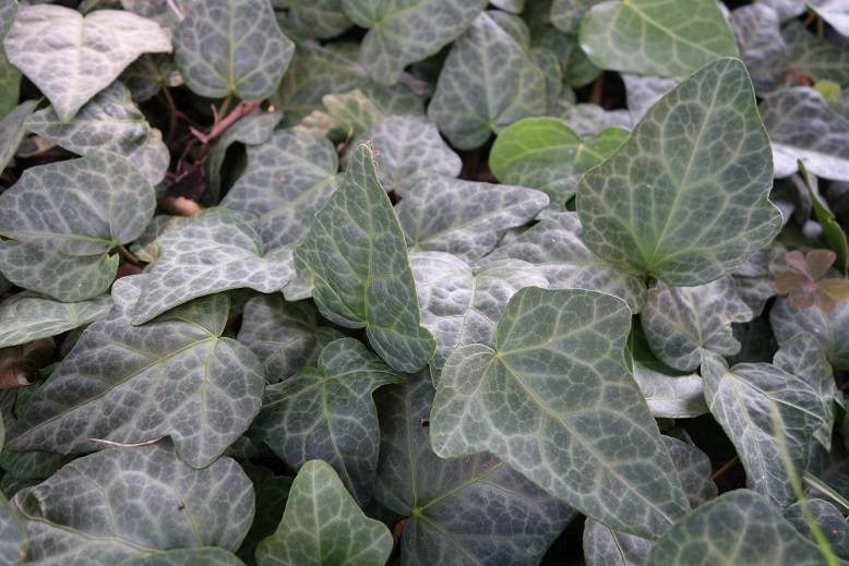 ÚJ FAJTÁNK - HEDERA COLCHICA 'MARMOR' ®