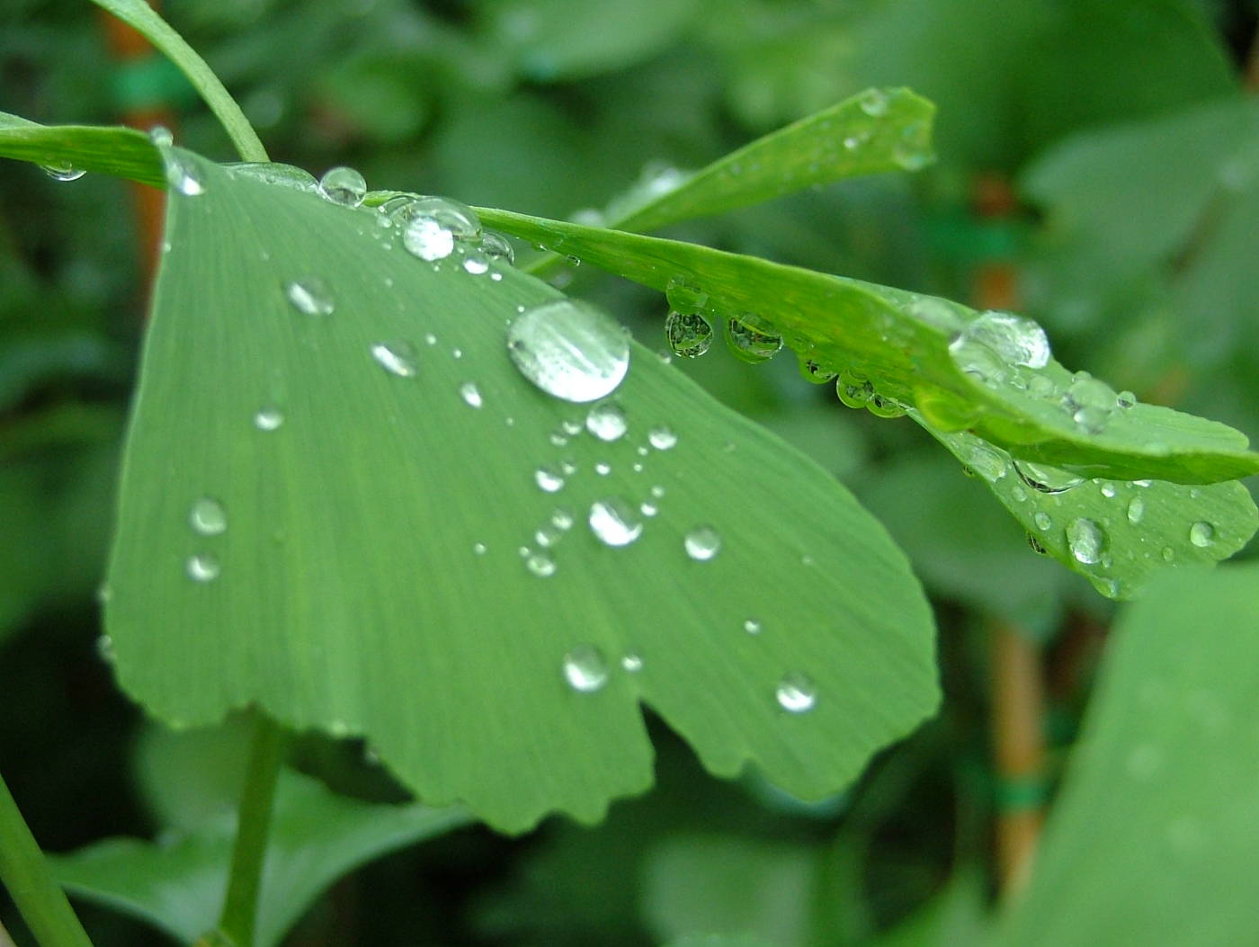 GINKGO BILOBA 'HUNOR'® - 'HUNOR' PÁFRÁNYFENYŐ