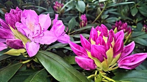 Rhododendronok széles választékával várjuk Kedves Vásárlóinkat!