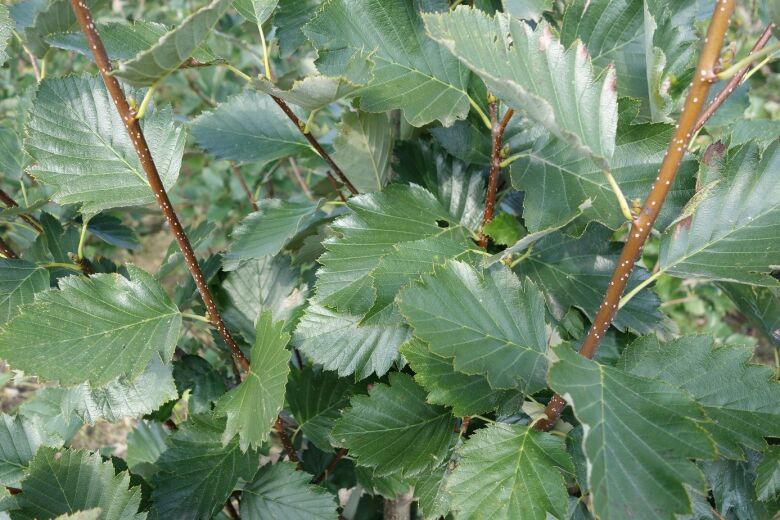 SORBUS LATIFOLIA 'REZI'® - 'REZI' BERKENYE