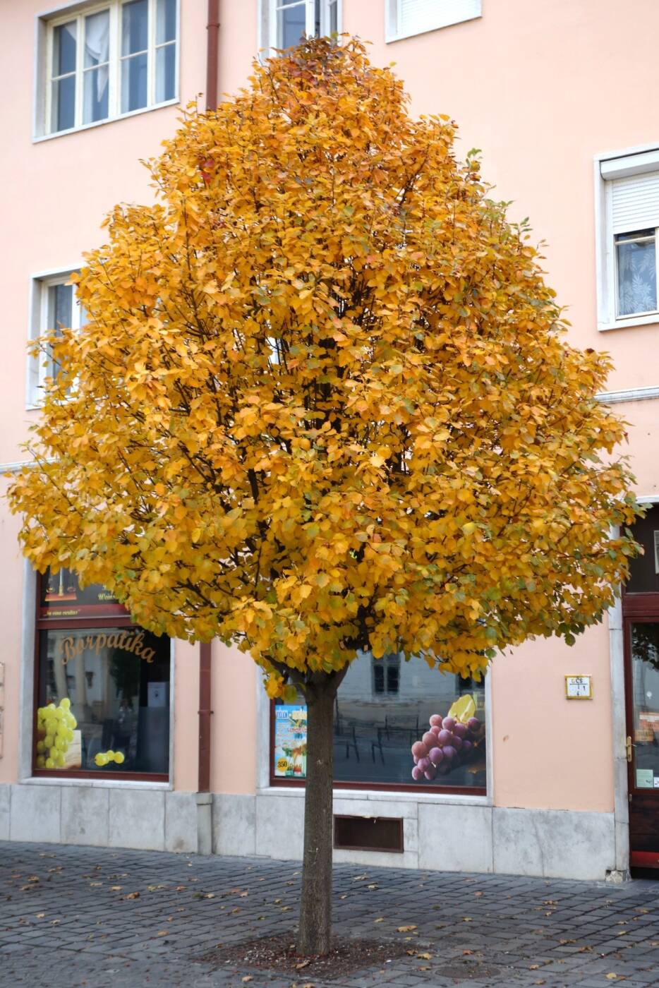 SORBUS DECIPIENTIFORMIS 'VÁLLUS' - 'VÁLLUS' BERKENYE