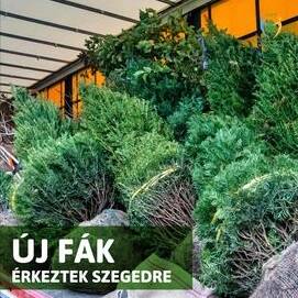 Szeged városa idén is Alsótekeresi fákkal szépül