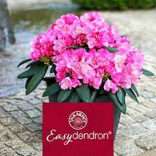 Mésztűrő rhododendronok