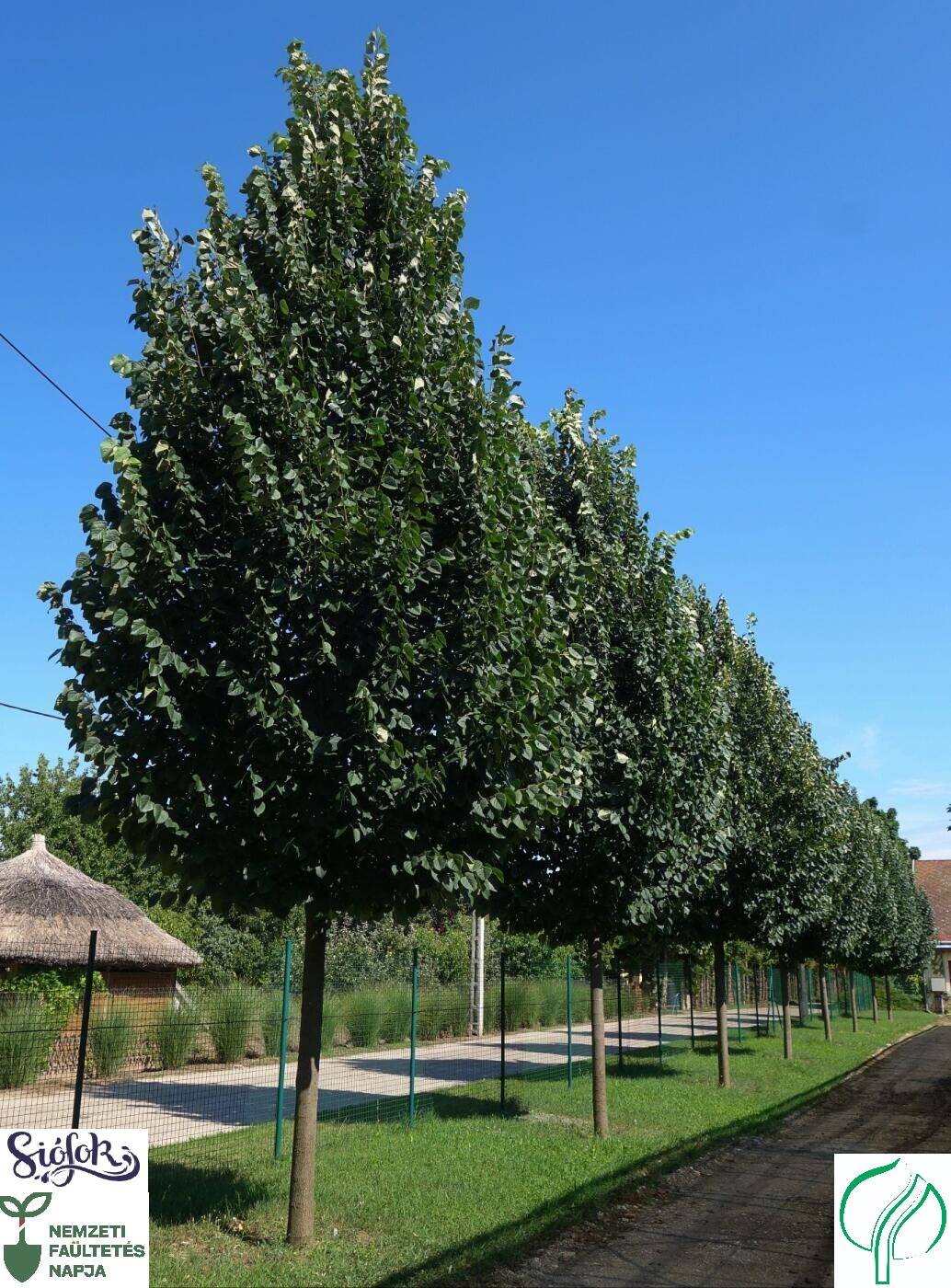 Összefogás Siófok Várossal a Nemzeti Faültetés Napja alkalmából