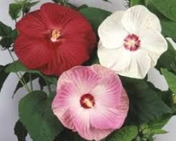 Mocsári hibiszkusz kapható