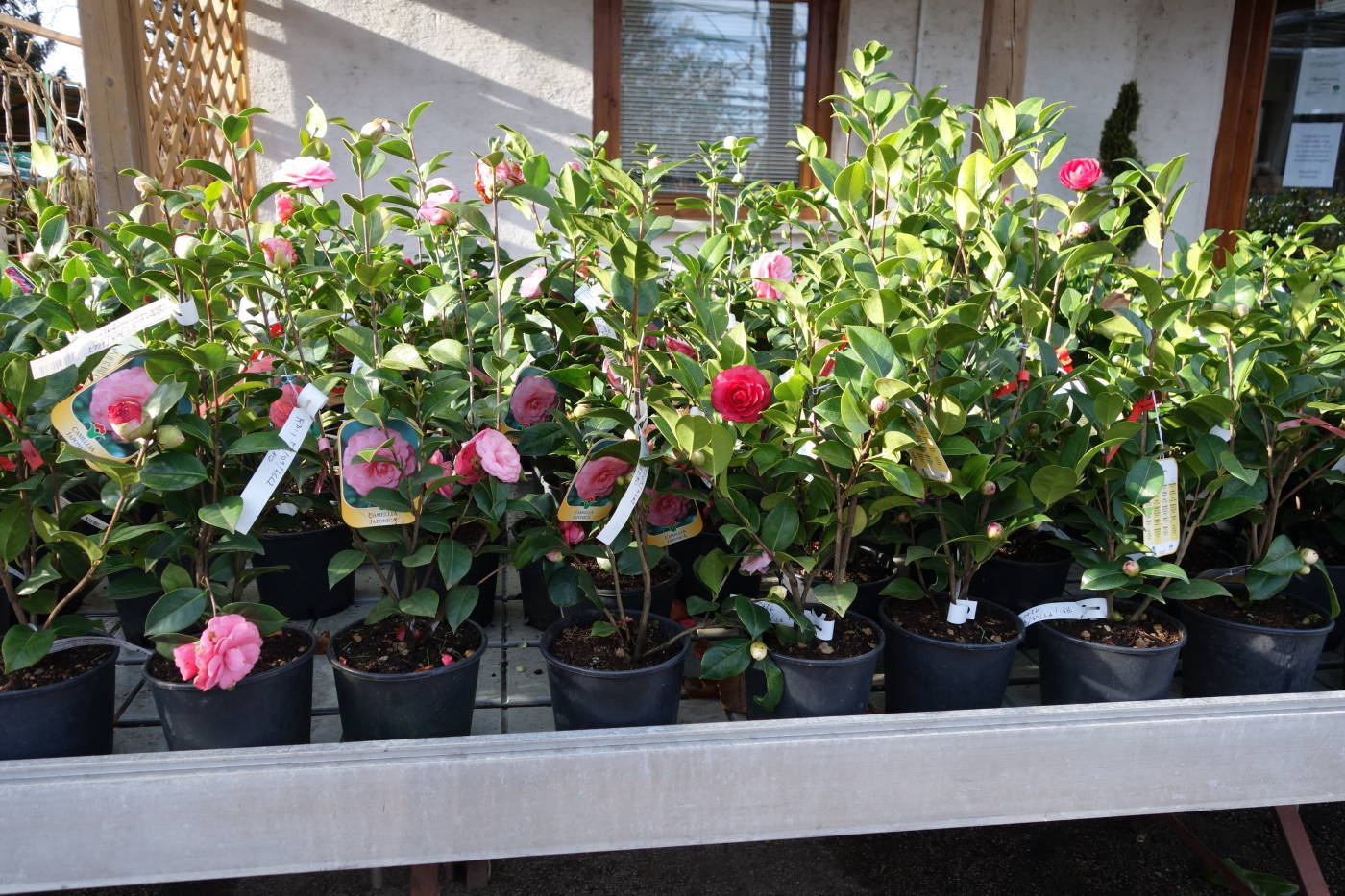 Nemzetközi Nőnap alkalmából köszöntse virággal hölgy ismerősét! 