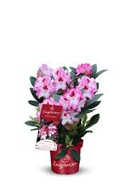 Mésztűrő Rhododendronok érkeztek