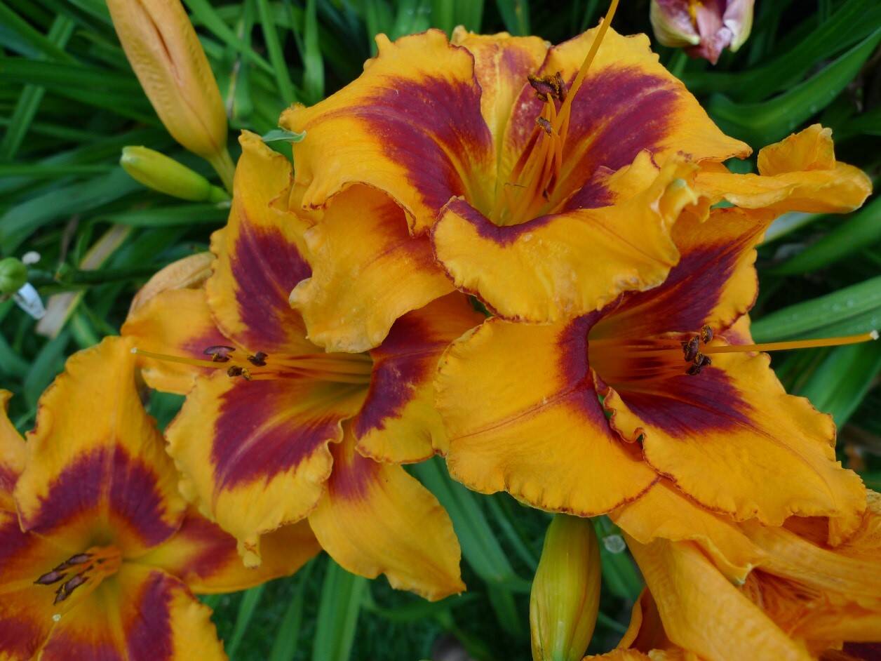 HEMEROCALLIS FAJTÁINK / SÁSLILIOM