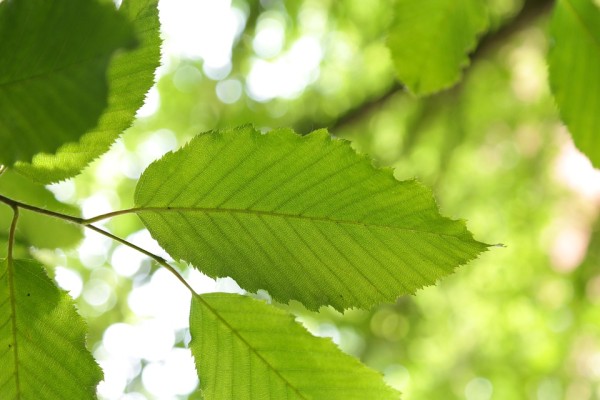 CARPINUS - Gyertyán