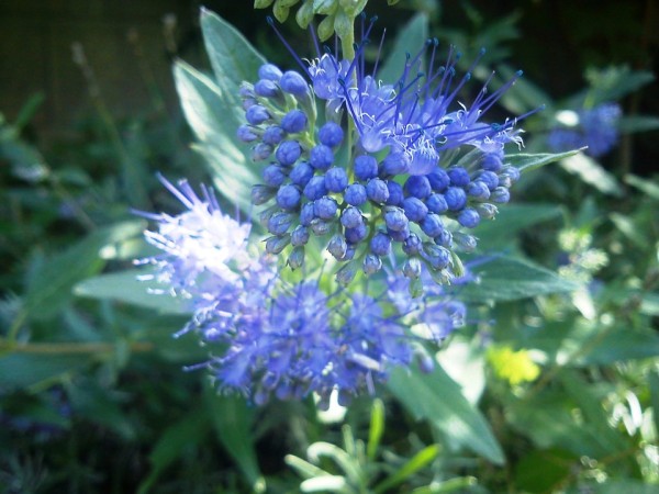 CARYOPTERIS - Kékszakáll