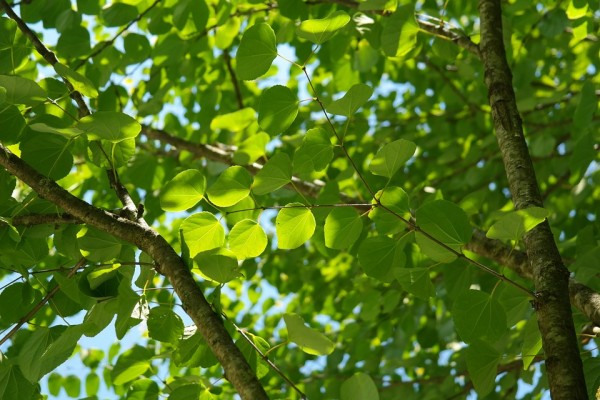 CERCIDIPHYLLUM - Kacsurafa