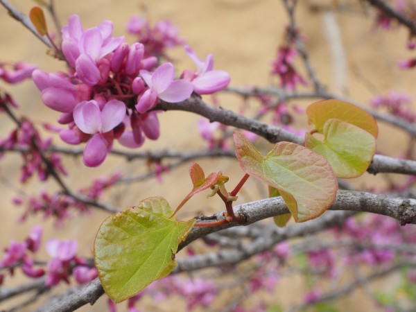 CERCIS - Júdásfa