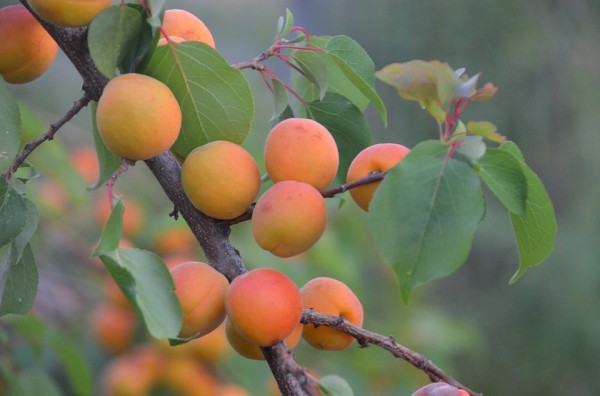Kajszi / apricot / Apricose (CAC,VT)