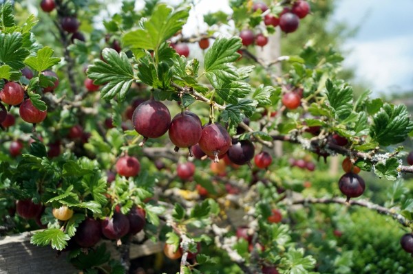 Köszméte / gooseberry / Stachelbeere