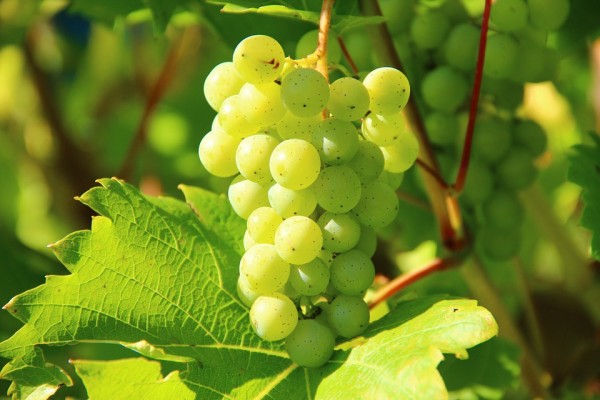 Szőlő / grape-wine / Traube