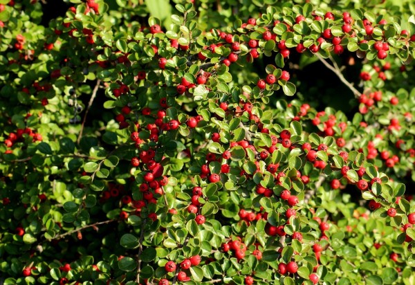 COTONEASTER - Madárbirs