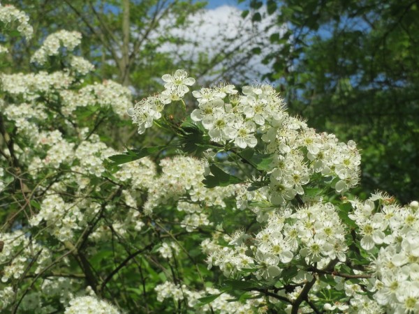 CRATAEGUS - Galagonya