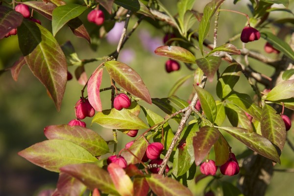 EUONYMUS - Kecskerágó