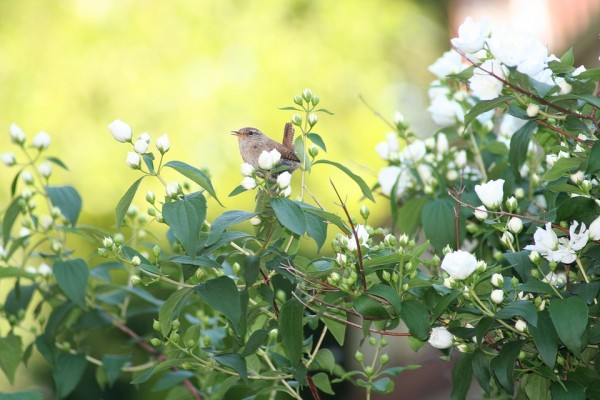 DEUTZIA - Gyöngyvirágcserje