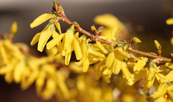 FORSYTHIA - Aranyvessző