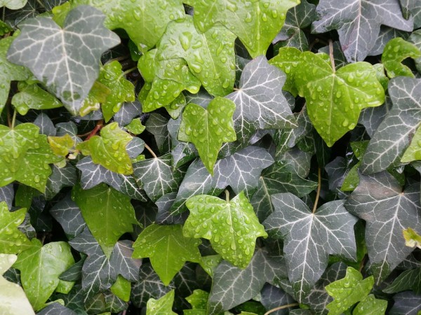 HEDERA - Borostyán