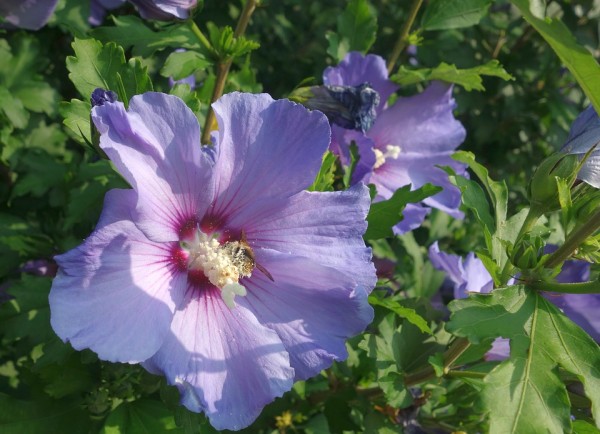 HIBISCUS - Mályvacserje