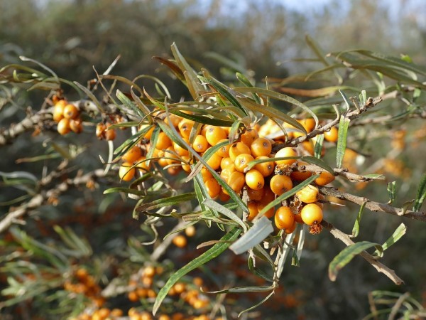 HIPPOPHAE