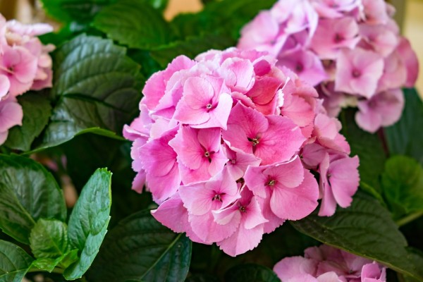 HYDRANGEA - Hortenzia