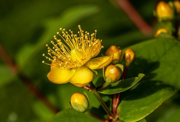 HYPERICUM - Orbáncfű